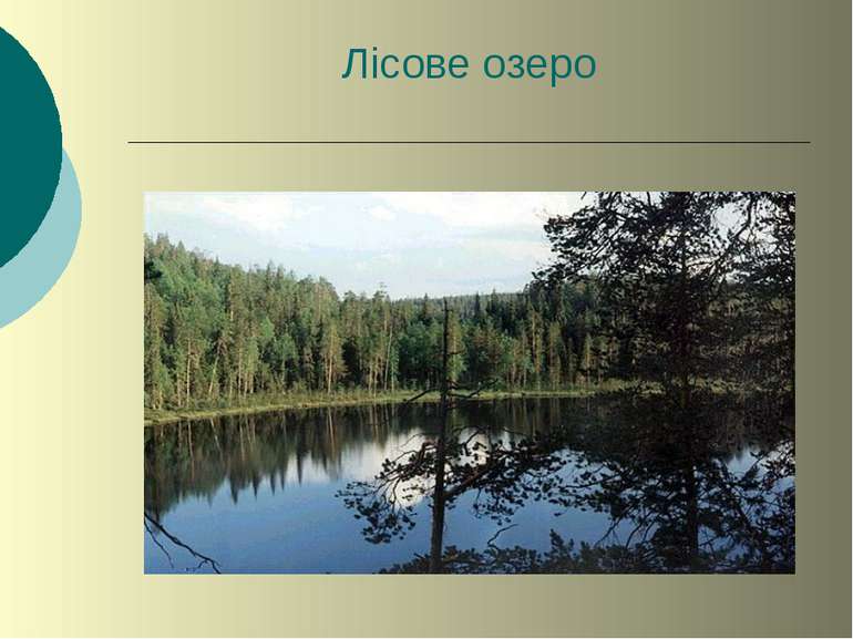 Лісове озеро
