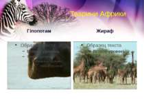 Тварини Африки Гіпопотам Жираф