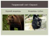 Бурий ведмідь Ведмідь губач Тваринний світ Євразії