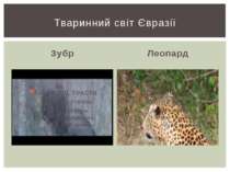 Зубр Леопард Тваринний світ Євразії