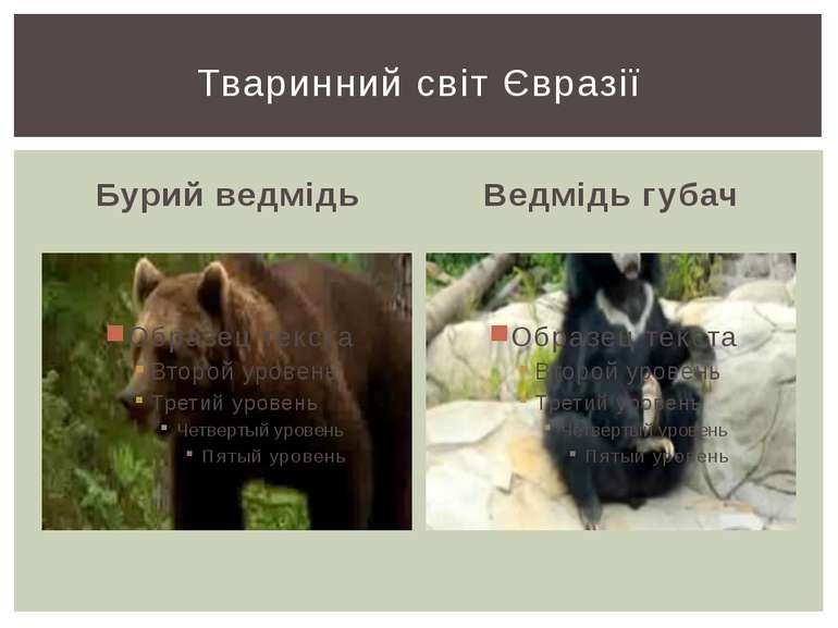Бурий ведмідь Ведмідь губач Тваринний світ Євразії