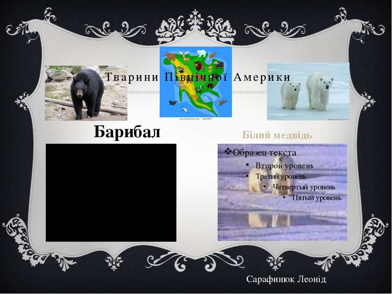 Тварини Північної Америки Барибал Білий медвідь Сарафинюк Леонід