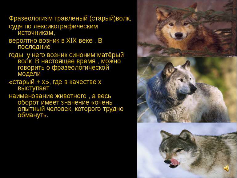 Фразеологизм травленый (старый)волк, судя по лексикографическим источникам, в...
