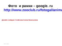 Фото и рамки – google. ru http://www.zooclub.ru/fotogal/anima/birds13.shtml Д...