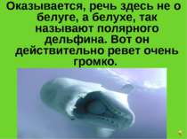 Оказывается, речь здесь не о белуге, а белухе, так называют полярного дельфин...