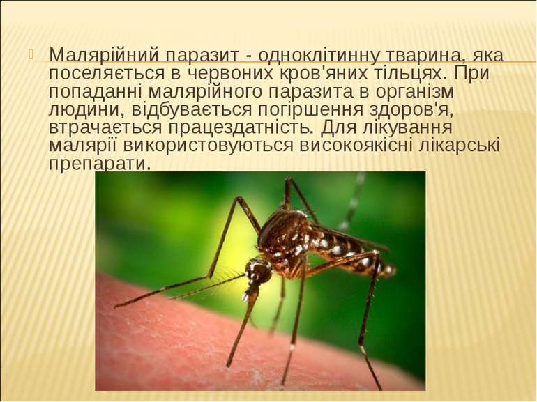 Малярійний паразит - одноклітинну тварина, яка поселяється в червоних кров'ян...