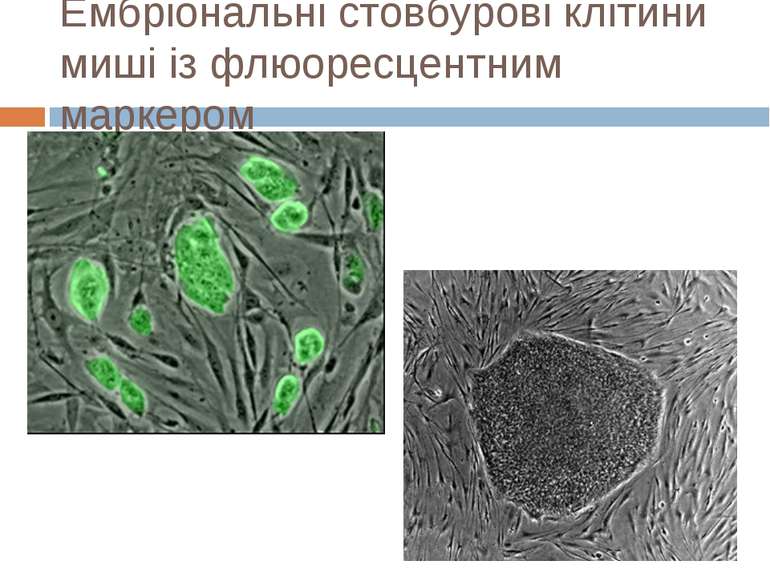 Ембріональні стовбурові клітини миші із флюоресцентним маркером