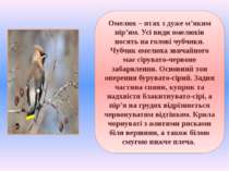 Омелюх – птах з дуже м’яким пір’ям. Усі види омелюхів носять на голові чубчик...