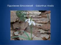Підсніжник білосніжний – Galanthus nivalis