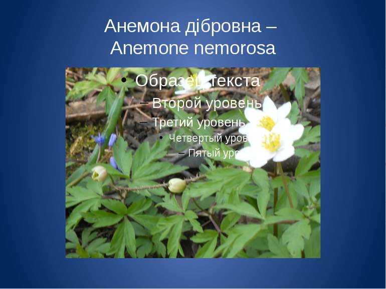Анемона дібровна – Anemone nemorosa