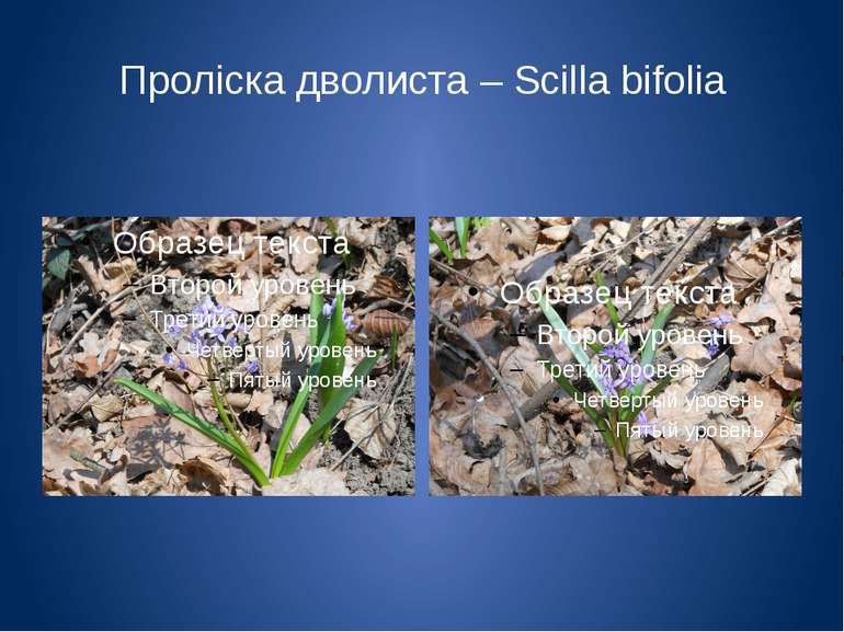 Проліска дволиста – Scilla bifolia