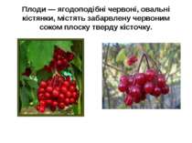 Плоди — ягодоподібні червоні, овальні кістянки, містять забарвлену червоним с...