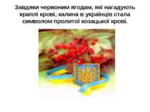 Завдяки червоним ягодам, які нагадують краплі крові, калина в українців стала...