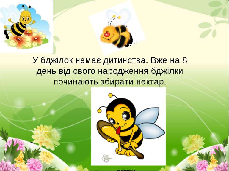 У бджілок немає дитинства. Вже на 8 день від свого народження бджілки починаю...