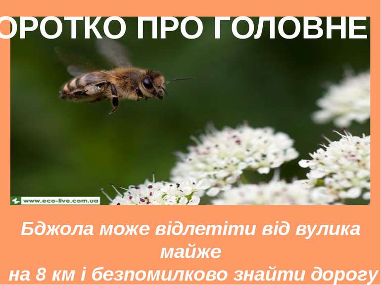 Бджола може відлетіти від вулика майже на 8 км і безпомилково знайти дорогу н...