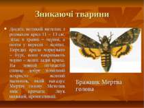Зникаючі тварини Досить великий метелик з розмахом крил 11 – 13 см, літає в т...