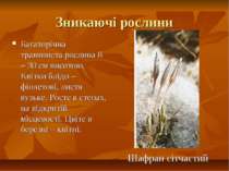 Зникаючі рослини Багаторічна травяниста рослина 8 – 30 см висотою. Квітки блі...