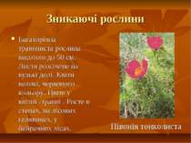 Зникаючі рослини Багаторічна травяниста рослина висотою до 50 см. Листя розсі...