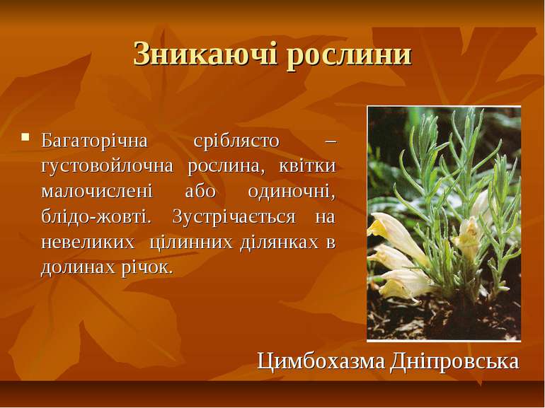 Зникаючі рослини Багаторічна сріблясто –густовойлочна рослина, квітки малочис...