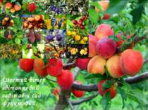 Шостий вітер світанковий завітав у сад фруктовий, ароматом яблук, слив він лю...