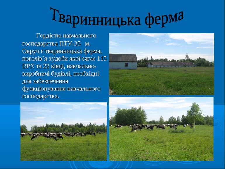 Гордістю навчального господарства ПТУ-35 м. Овруч є тваринницька ферма, погол...