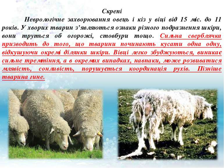 Скрепі Неврологічне захворювання овець і кіз у віці від 15 міс. до 11 років. ...