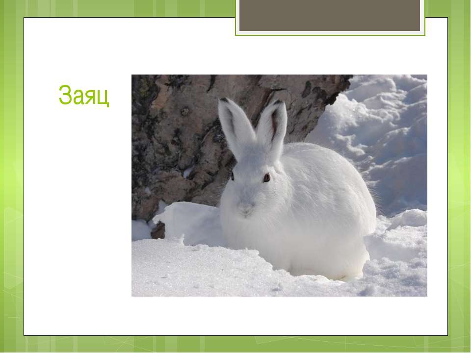 Зайцев без слов. Слайд заяц. Другие животные заяц слайд. 5 Зайцы. Синонимы к слову заяц.