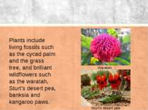 Waratah Plants include living fossils such as the cycad palm and the grass tr...