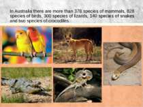 In Australia there are more than 378 species of mammals, 828 species of birds...