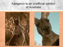 Kangaroo is an unofficial symbol of Australia