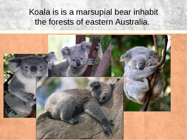 Koala is is a marsupial bear inhabit the forests of eastern Australia.