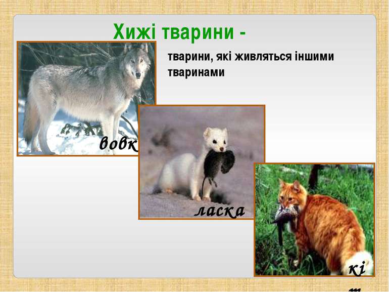 Хижі тварини - тварини, які живляться іншими тваринами вовк ласка кіт