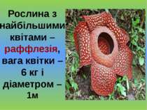 Рослина з найбільшими квітами – раффлезія, вага квітки – 6 кг і діаметром – 1м