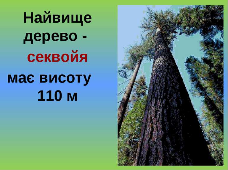 Найвище дерево - секвойя має висоту 110 м