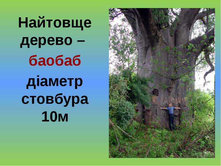 Найтовще дерево – баобаб діаметр стовбура 10м