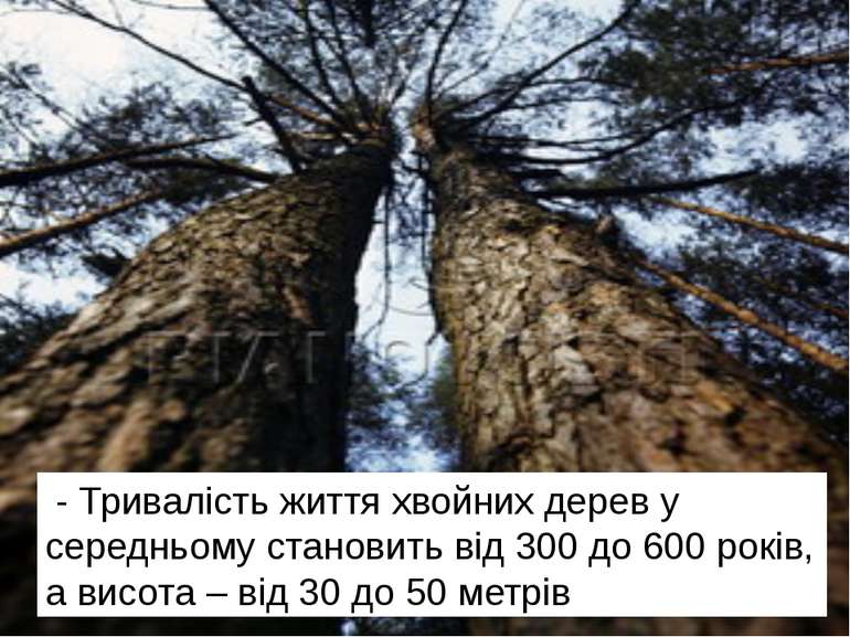 - Тривалість життя хвойних дерев у середньому становить від 300 до 600 років,...