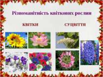 Різноманітність квіткових рослин КВІТКИ СУЦВІТТЯ