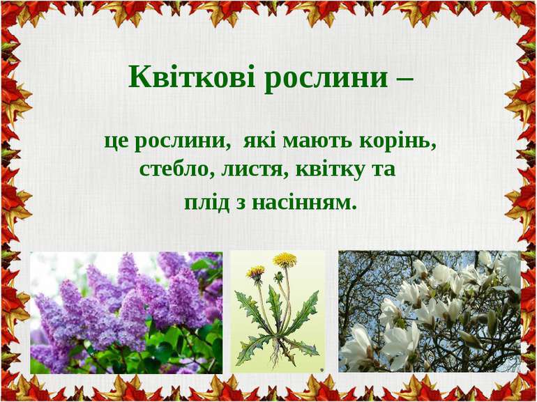 Квіткові рослини – це рослини, які мають корінь, стебло, листя, квітку та плі...