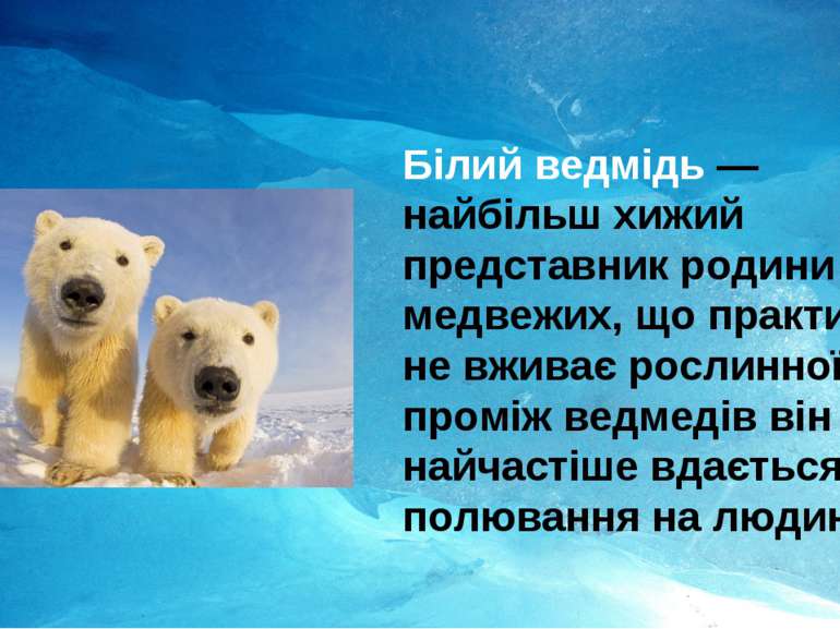 Білий ведмідь — найбільш хижий представник родини медвежих, що практично не в...