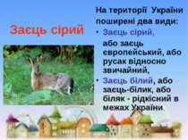 Заєць сірий На території  України поширені два види: Заєць сірий, або заєць є...
