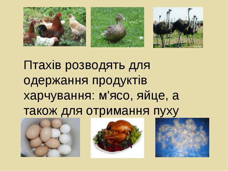 Птахів розводять для одержання продуктів харчування: м'ясо, яйце, а також для...