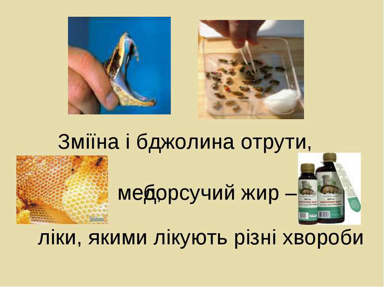 ліки, якими лікують різні хвороби Зміїна і бджолина отрути, мед, борсучий жир –
