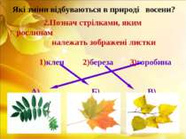 2.Познач стрілками, яким рослинам належать зображені листки 1)клен 2)береза 3...