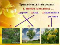 Тривалість життя рослин Визнач на малюнку … 1)дерево 2)кущ 3)трав'яниста росл...