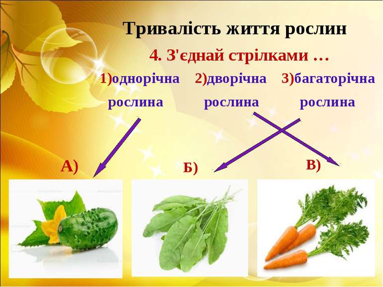 Тривалість життя рослин 4. З'єднай стрілками … 1)однорічна 2)дворічна 3)багат...