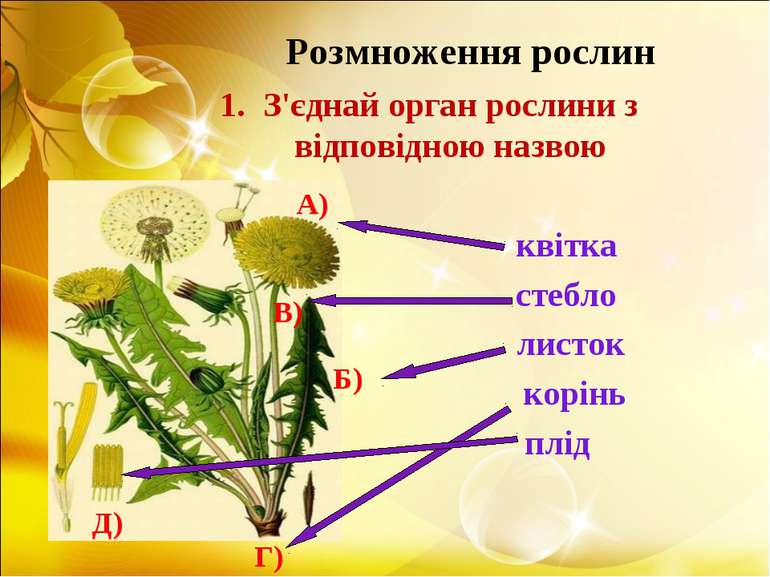 Розмноження рослин З'єднай орган рослини з відповідною назвою квітка стебло л...