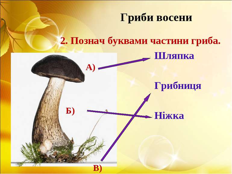 Гриби восени 2. Познач буквами частини гриба. Шляпка Грибниця Ніжка А) Б) В)