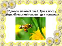 Бджоли мають 5 очей. Три з яких у верхній частині голови і два попереду.