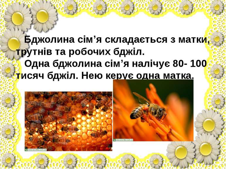 Бджолина сім’я складається з матки, трутнів та робочих бджіл. Одна бджолина с...