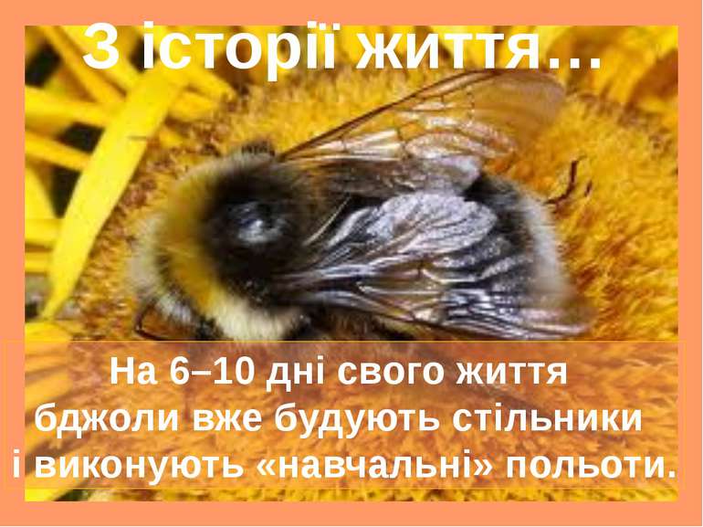 З історії життя… На 6–10 дні свого життя бджоли вже будують стільники і викон...